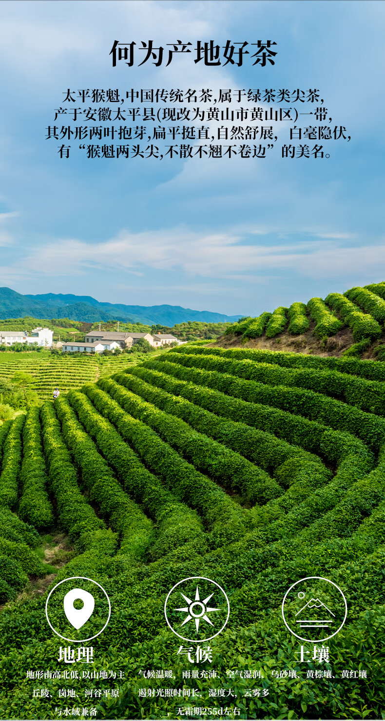 铁木山太平绿茶猴魁茶叶黄山太平布尖春茶【图片 价格 品牌 报价】