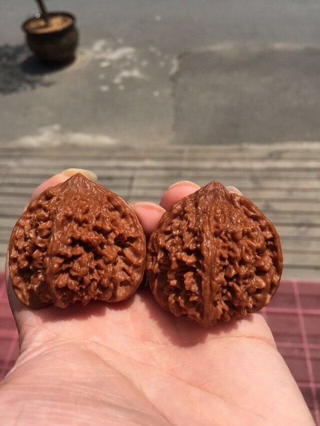 爱优美北京百花山满天星狮子头星星点点随缘款满天星狮子头一对