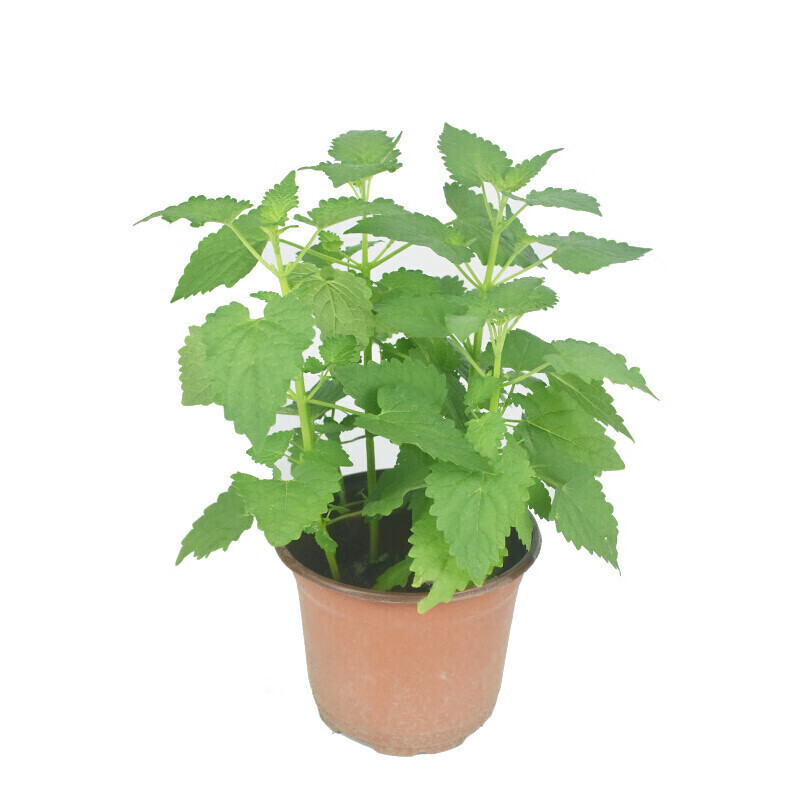 soumiety霍香草藿香苗盆栽香叶香香菜合香迷迭香薄荷植物四季好养藿香