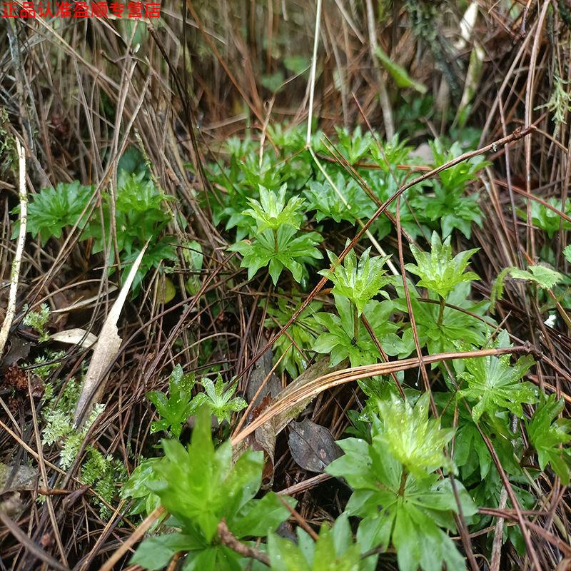 官方旗舰同仁回心草铁脚一把伞新货云南腾冲特产全干货自然晒干有仁堂