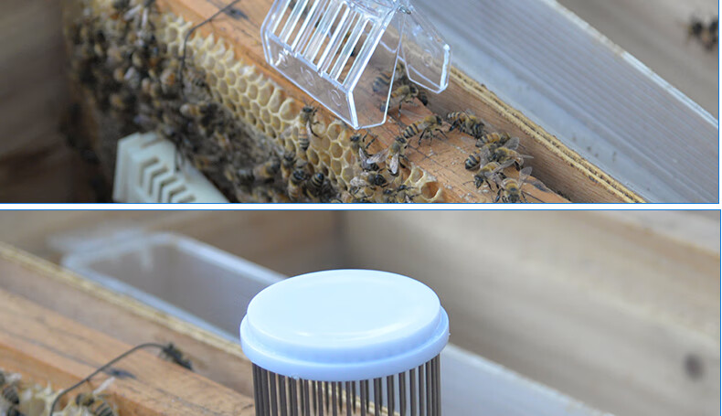 蜜蜂王笼中蜂囚王笼 塑料多功能王笼中意蜂专用 针式王笼养蜂工具