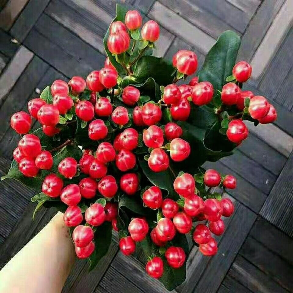 火龙珠鲜花云南直发基地直供家用水养真花相思豆绿豆鲜花速递同城