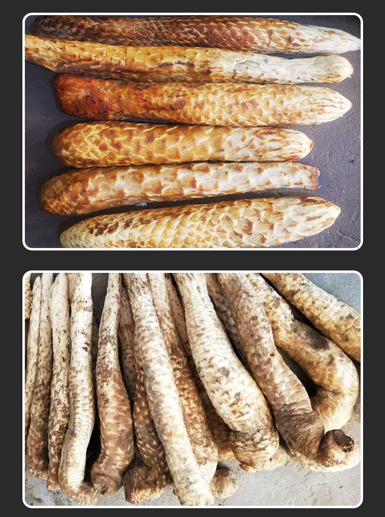 新鲜油苁蓉 当年新货内蒙古阿拉善鲜肉苁蓉 男士泡酒料泡茶可搭鲜大芸