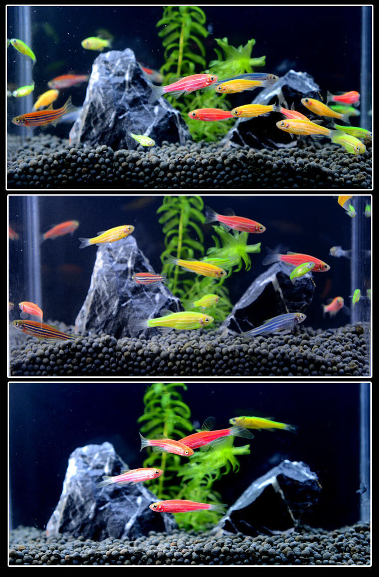 斑马鱼活体小型鱼热带鱼观赏鱼灯科鱼群游鱼淡水鱼好养易活鱼特价