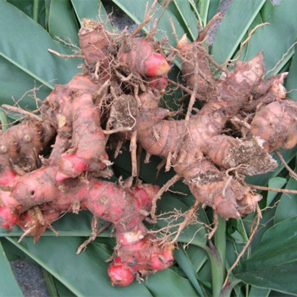 山南姜 精选野生山姜牛羊肉火锅卤味去膻提味调料南姜 2斤【图片 价格