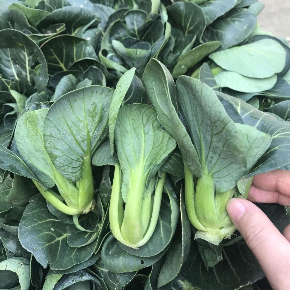 湖北孝感新鲜小白菜霜冻小青菜农家自种苏州青小青菜油菜鲜嫩可口1斤