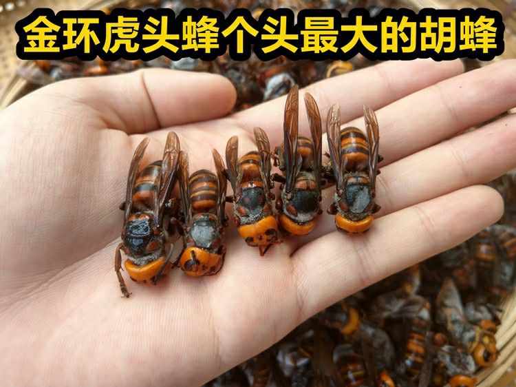 土蜂和蜜蜂的区别 土蜂和蜜蜂的蜜有什么区别