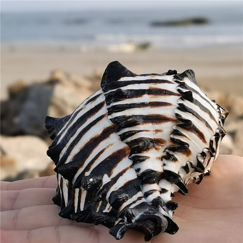 鹿凌青 鱼缸造景 黑斑马骨螺 天然海螺贝壳 长8-9厘米【图片 价格