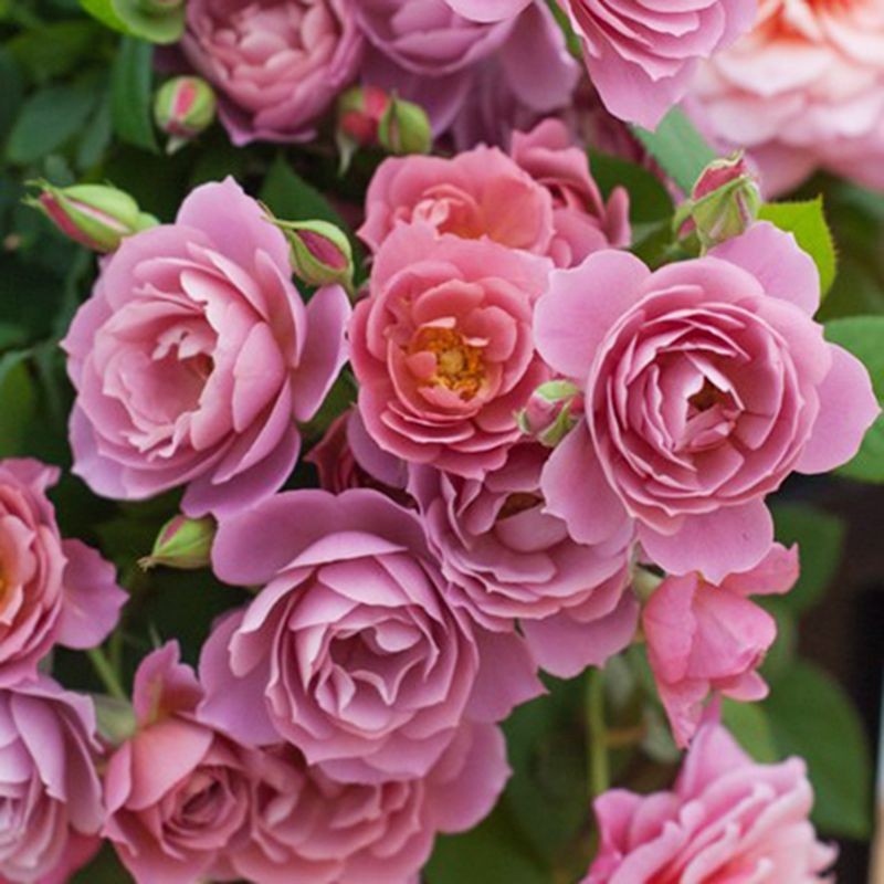 阳台灌木月季大花浓香微月庭院花卉绿植包子花蕾多头丰花盆栽重瓣欧洲