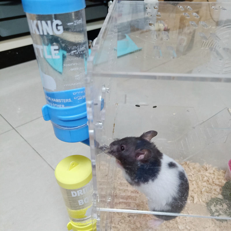 小仓鼠简易喝水器吸管图片