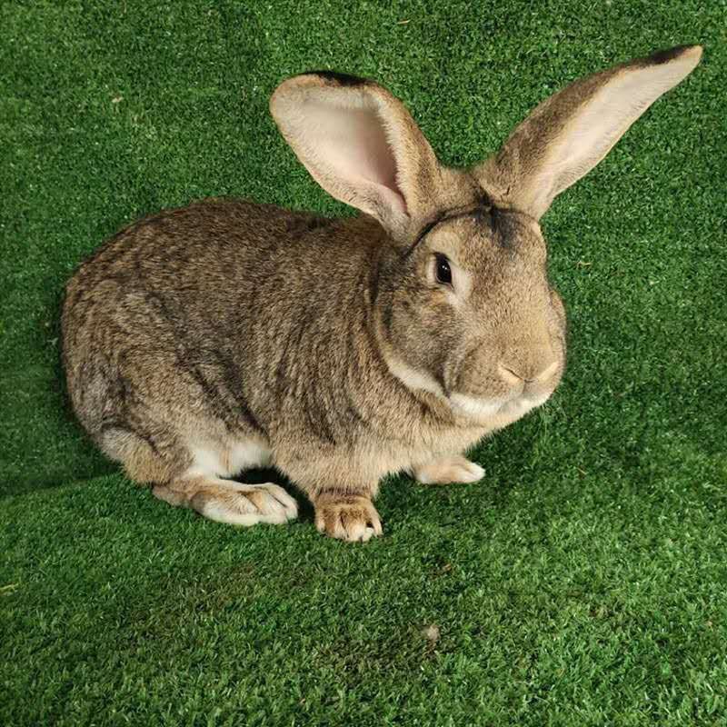 成年兔子活物巨型食用肉兔活体可繁殖种兔比利时大型巨兔新西兰兔