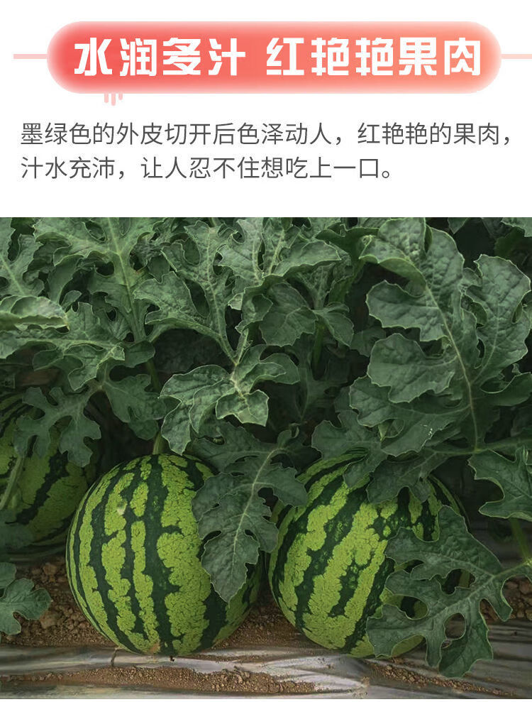 美蒙特價8424麒麟西瓜當季水果薄皮無籽清甜多汁現摘現賣新鮮熱帶西瓜