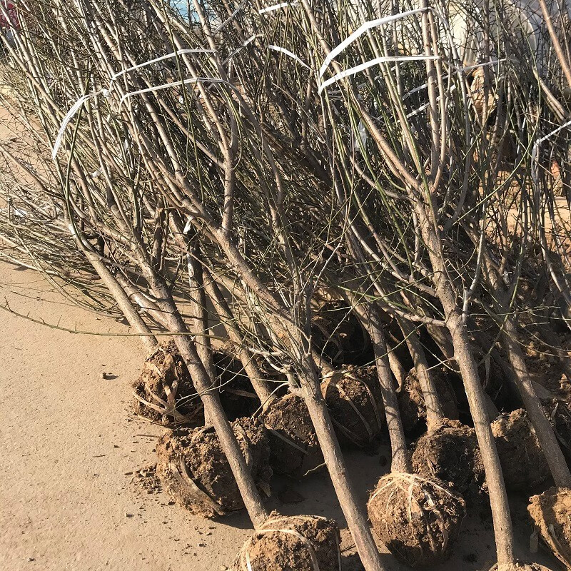 梅花树苗红绿梅树苗南北方庭院种植道路绿化盆栽地栽红梅苗树形优美绿