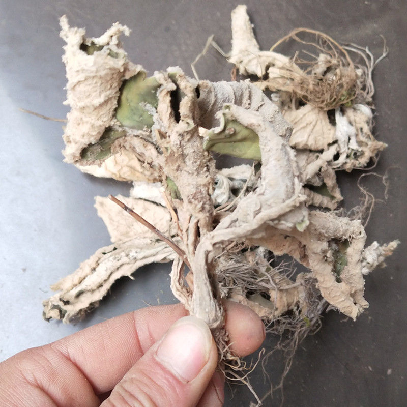 岩白菜中药材大叶岩白菜岩壁菜石白菜红岩七500克中药材店铺500g