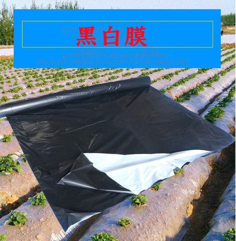 加厚黑白膜养殖膜塑料膜食用菌专用膜大棚膜遮光膜全黑膜防渗膜黑白