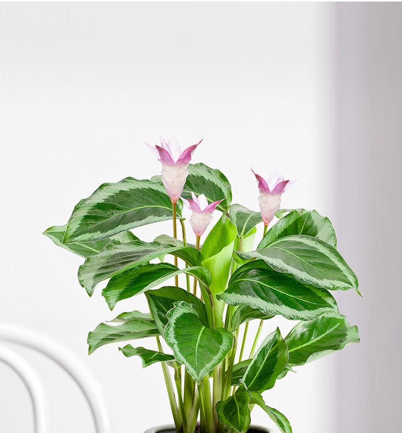 品质保证碧卡秋净化空气耐阴观叶观花植物四季开花网红室内绿植绿