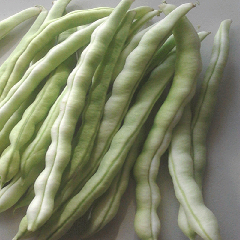 老来少白芸豆农种白不老豆角九粒白四季豆 新鲜礼盒定制款 4斤【图片