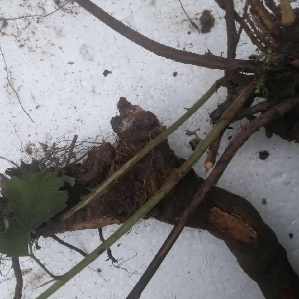 伟博乌泡刺根 新鲜乌泡刺根乌龙摆尾到生根过江龙寒梅乌泡根鲜货 5斤