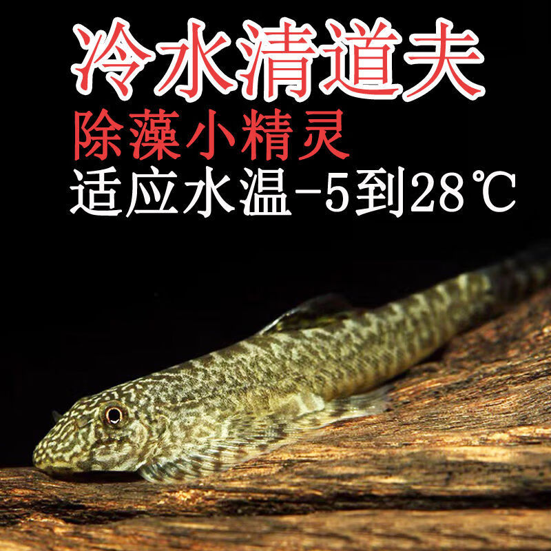 清道夫冷水鱼吸盘贵州岩鳅琵琶鱼观赏水生宠物鱼缸清洁工具鱼不耐养小