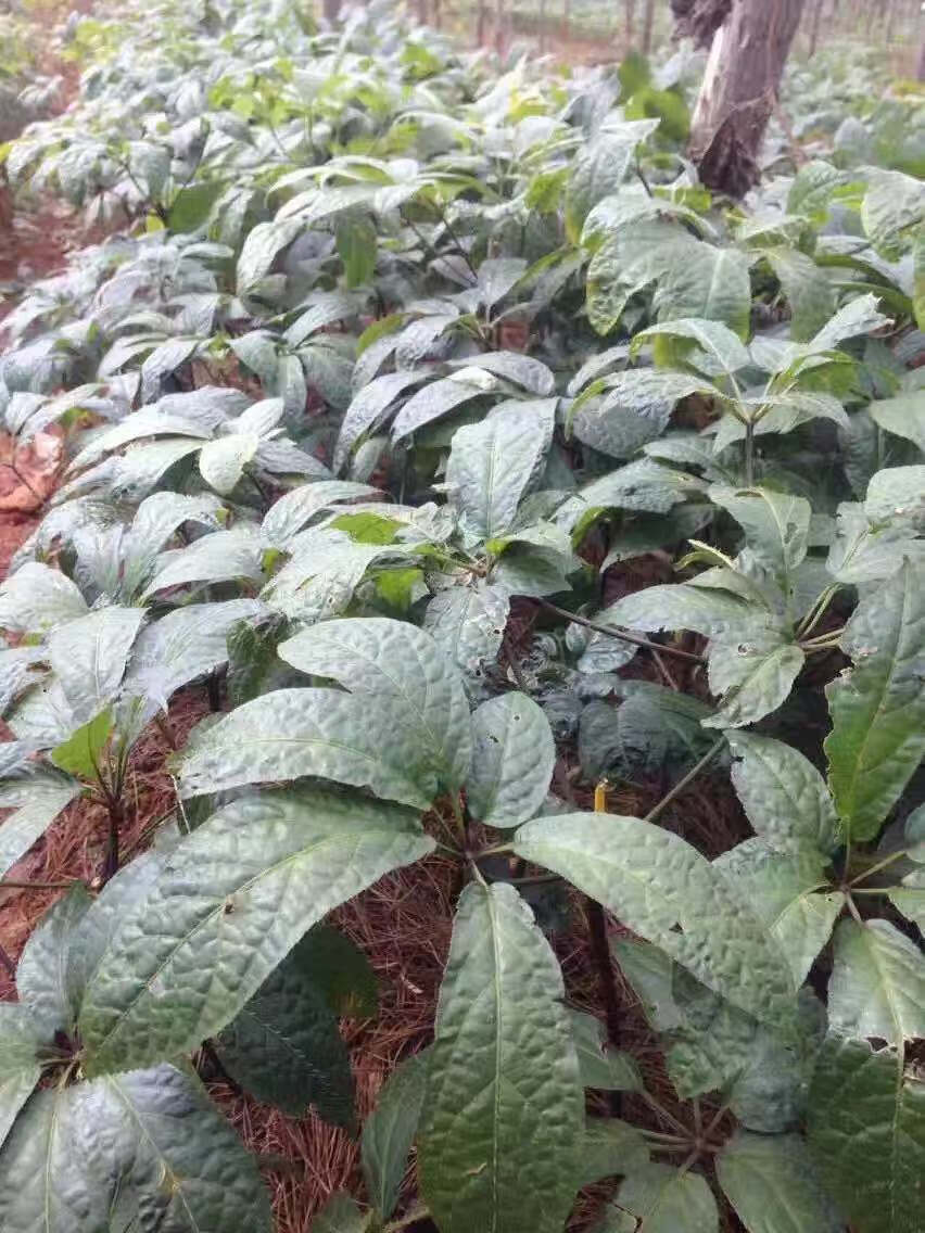 新鲜三七云南文山鲜田七现挖20头30头40头野生鲜三七根煲汤泡酒料2头2