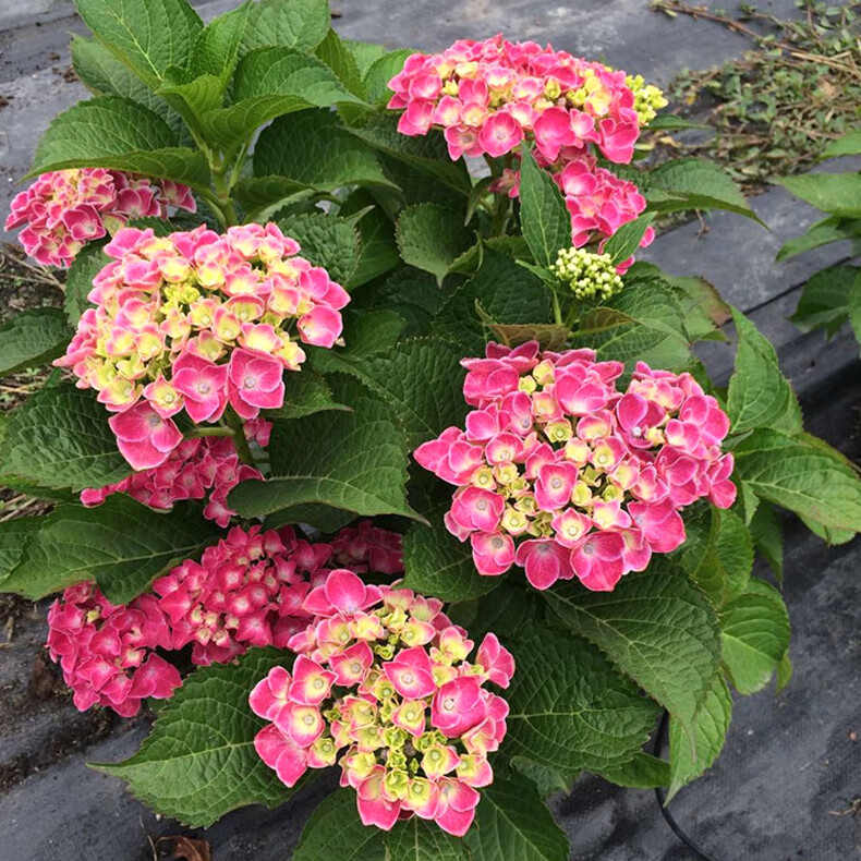 绣球花盆栽 帝沃利八仙绣球花大苗盆栽四季阳台庭院冬季耐寒型花卉