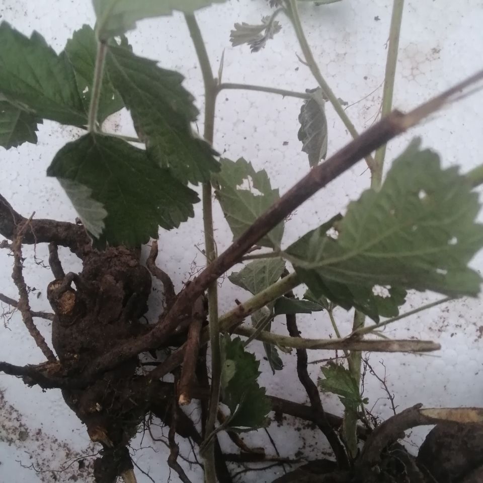 伟博乌泡刺根 新鲜乌泡刺根乌龙摆尾到生根过江龙寒梅乌泡根鲜货 5斤