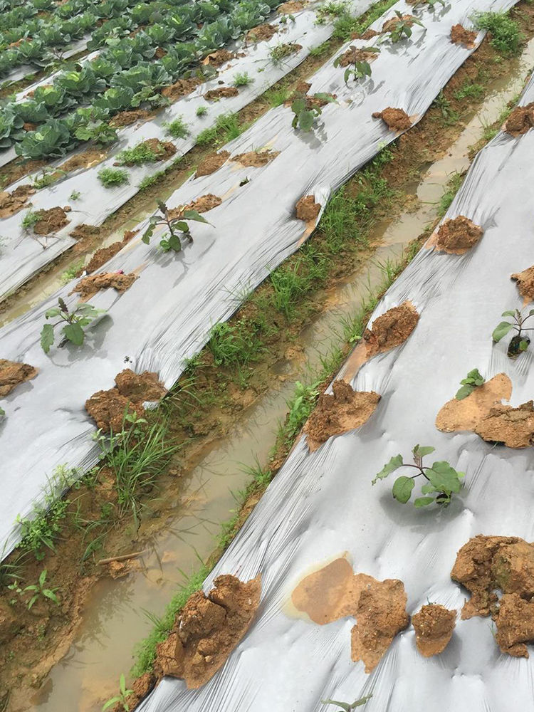 农用银黑双色地膜加厚防虫除草白黑膜反光覆盖果树园保湿塑料薄膜 10