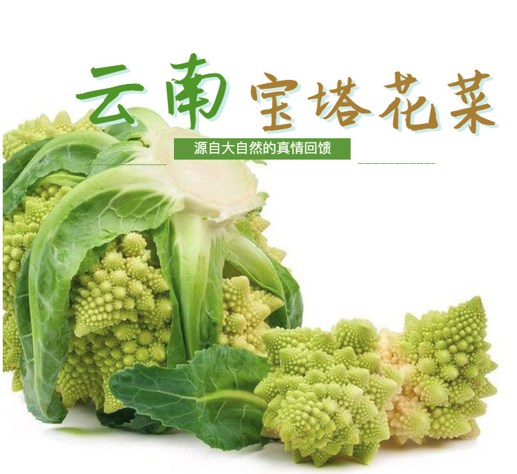 宝塔菜新鲜食用蔬菜意大利宝塔花菜佛头菜花椰菜一颗约500600g左右