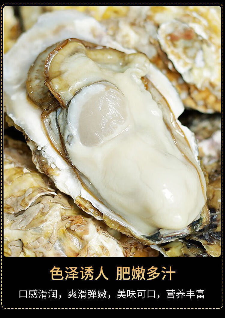 新鲜现捕生蚝鲜活高品质带壳海蛎子特大牡蛎贝壳即食海鲜5斤装l每斤7