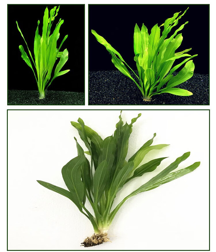 大小九叶皇冠草真水草鱼缸装饰活体懒人水草淡水有茎中后景阴性草