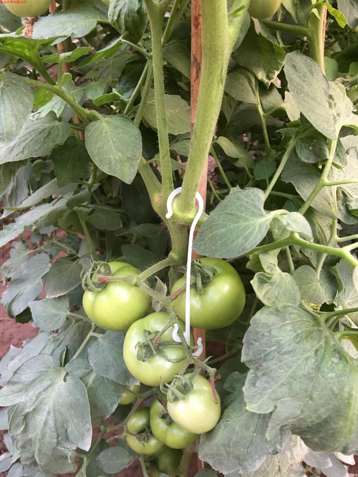 西红柿挂钩吊穗钩果穗挂钩番茄果穗挂钩吊钩吊蔓钩乳白色14cm白色单面