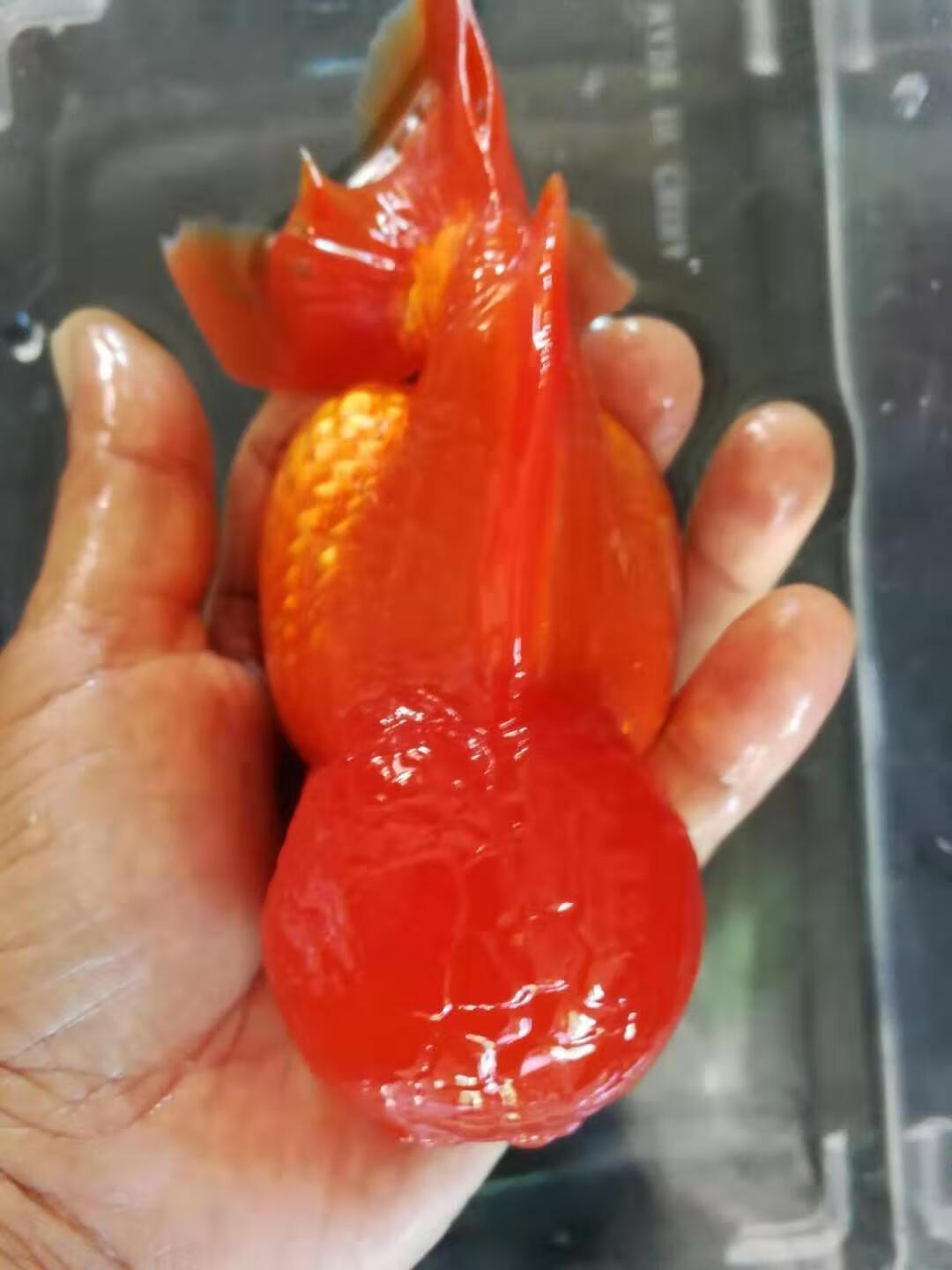 紅獅子頭金魚觀賞魚 紅紅火火威風凜凜霸氣十足 7-8cm 三條【圖片