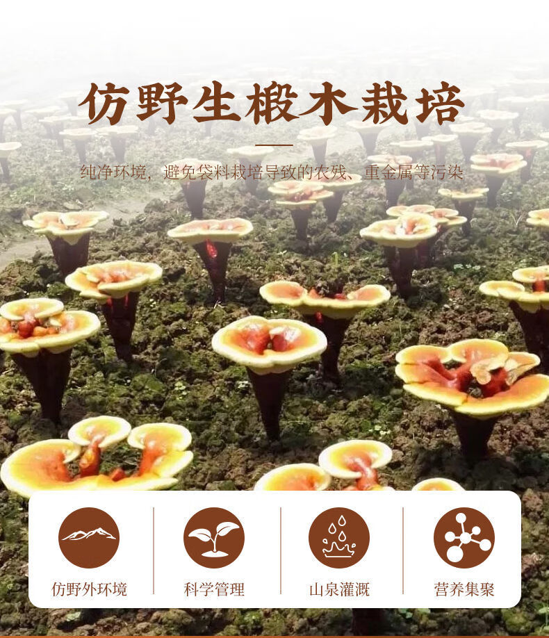 长白山头道灵芝孢子粉破壳东北林芝粉产地直销孢子油 破壁长白山灵芝