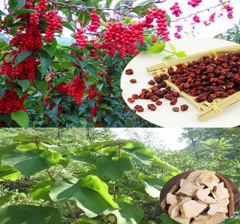 伟博中药材小三阳大三阳转阴谷丙转氨酶胆红素乙阴中草药10包10天量