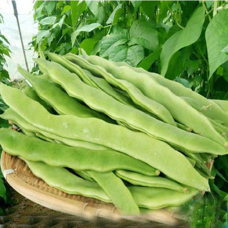 山东特产新鲜现摘扁豆角芸豆新鲜蔬菜净重15斤