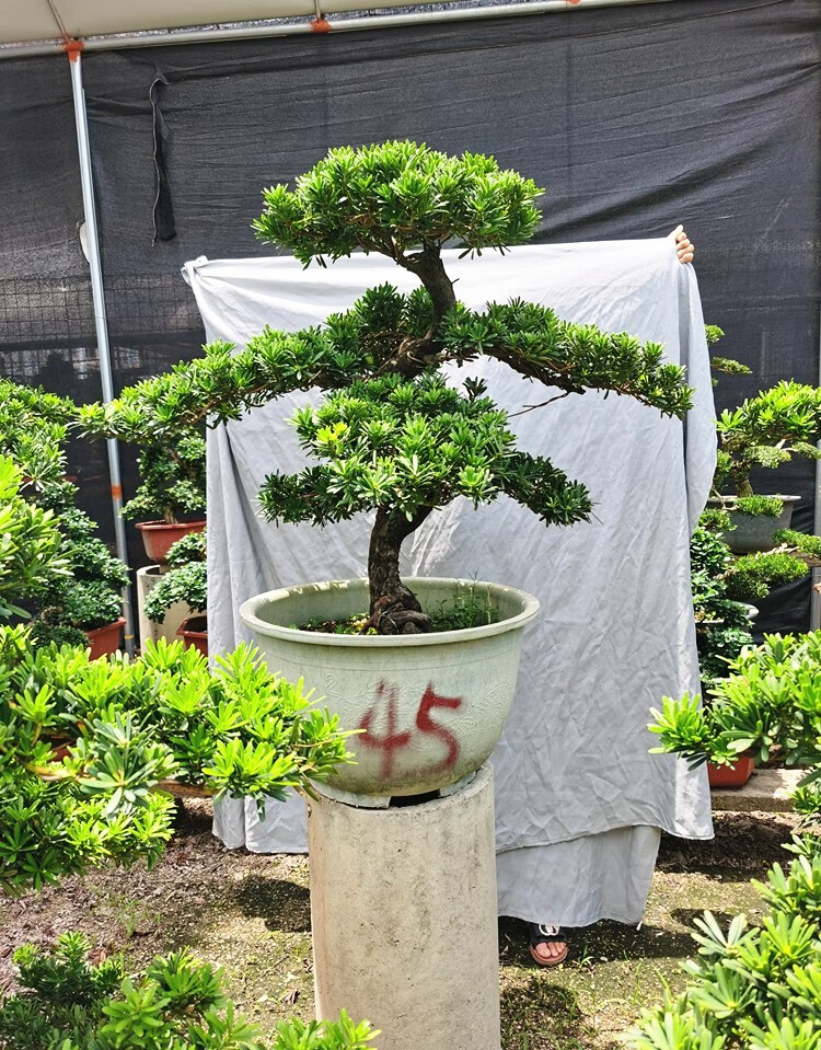 多瑙梦大型罗汉松园艺盆景树桩盆栽植物四季常青绿植庭院台湾金钻迎客