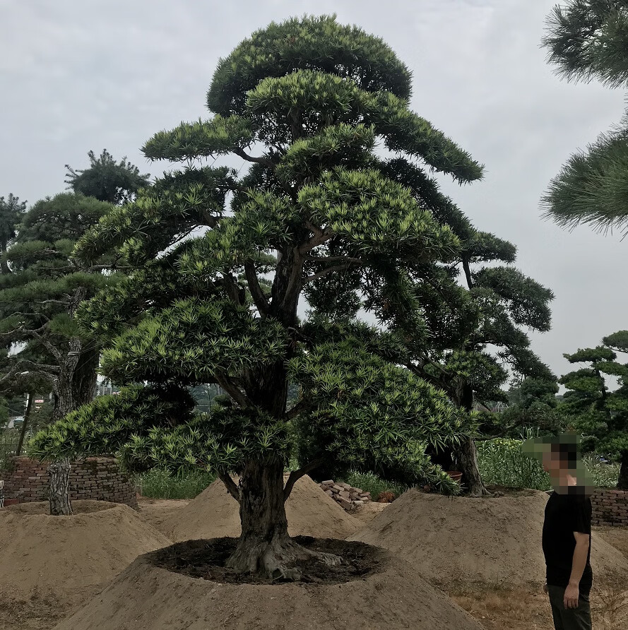 罗汉松造型树大树盆景树造型迎客松大型别墅庭院日本罗汉松树苗 日本