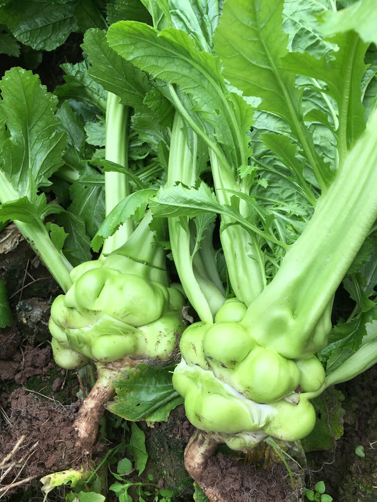 麻辣榨菜泡菜菱角菜重庆涪陵咸菜新鲜青菜头500g袋装下饭菜250g瓶