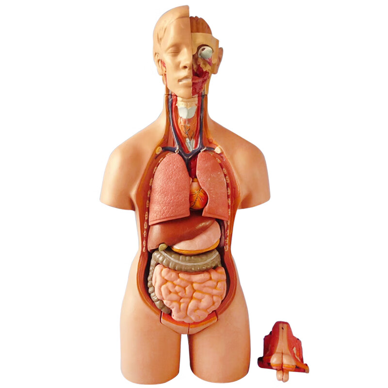 85cm28cm人体躯干解剖模型器官可拆卸医学教学心脏内脏模型玩具85cm三