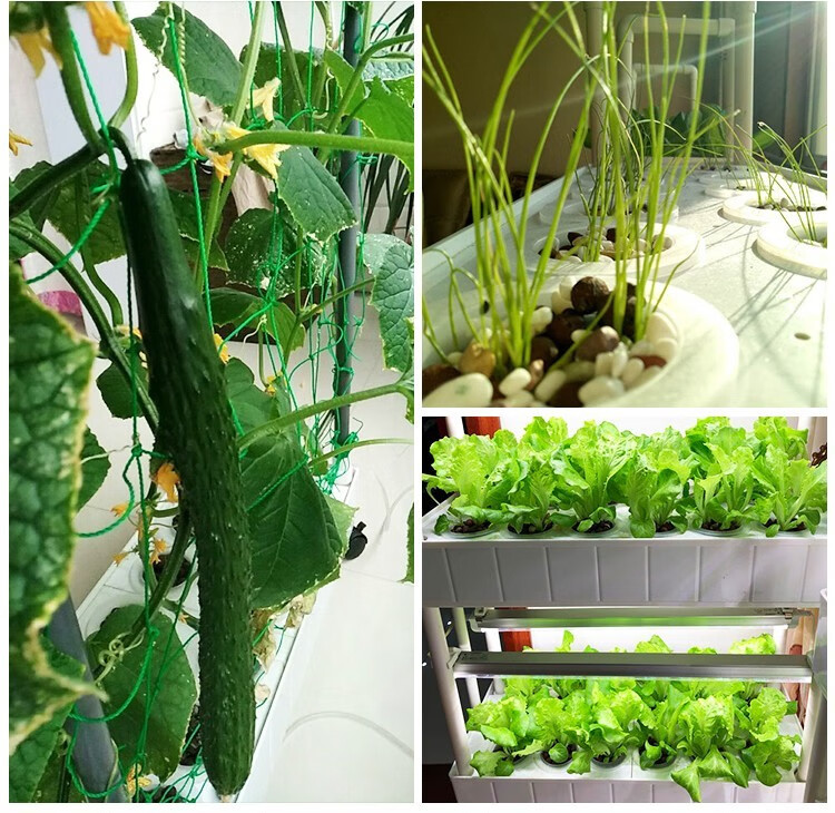阳台无土栽培设备蔬菜种植机水培设备家用种菜室内家庭用种植相种菜盆