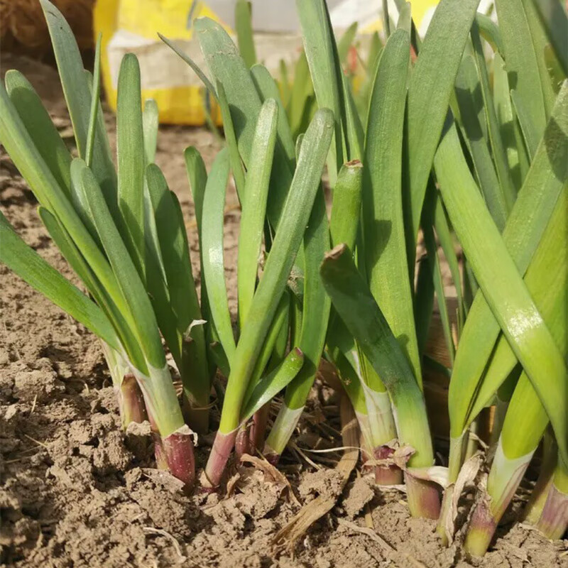 紫根韭菜種子四季大寬葉獨根紅種籽農家高產多年生蔬菜種孑獨根紅韭菜