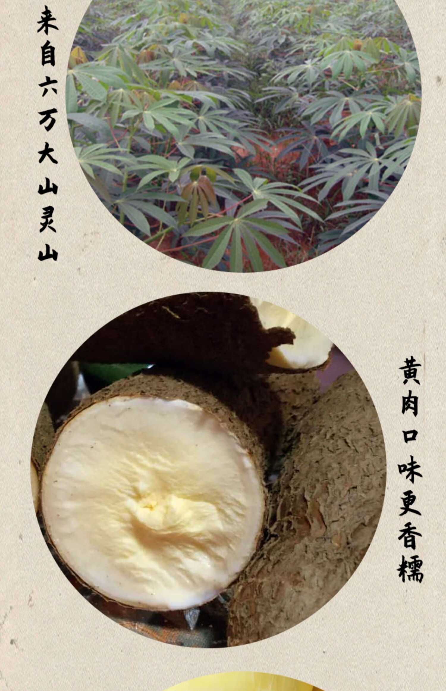 黃肉木薯新鮮現挖廣西靈山產地直銷黃心麵包番薯粉糯糖水5斤10斤