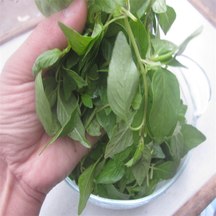 采缇安徽阜阳特产新鲜荆棘菜1斤现摘现发荆芥荆芥菜大叶荆棘头调味菜