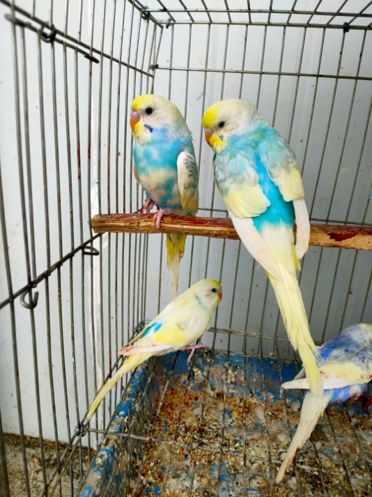 热卖特色金彩鱼鳞虎皮大头鹦鹉宠物玄凤活体鸟会说话的鸟活物雏鸟成年