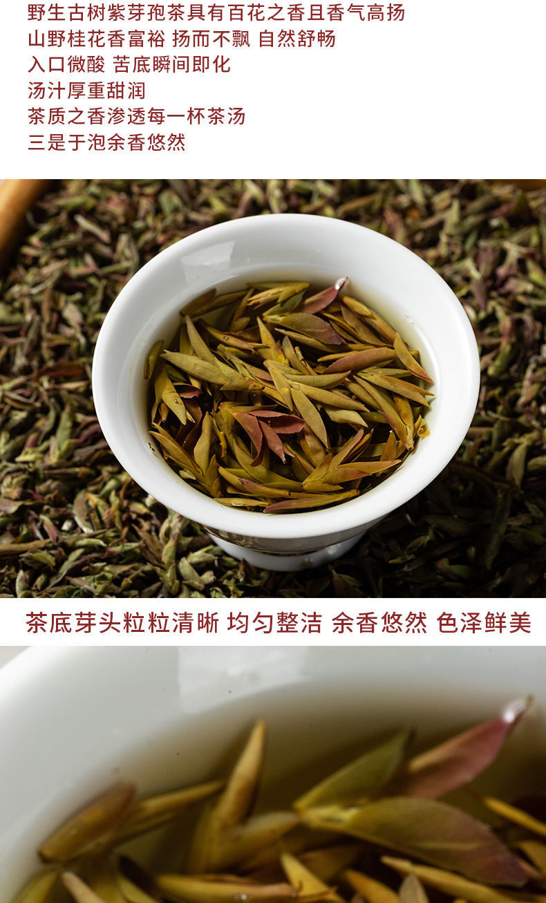 云南紫芽孢茶2022年春茶紫芽苞茶古树芽孢生茶散茶紫芽孢500克一斤装