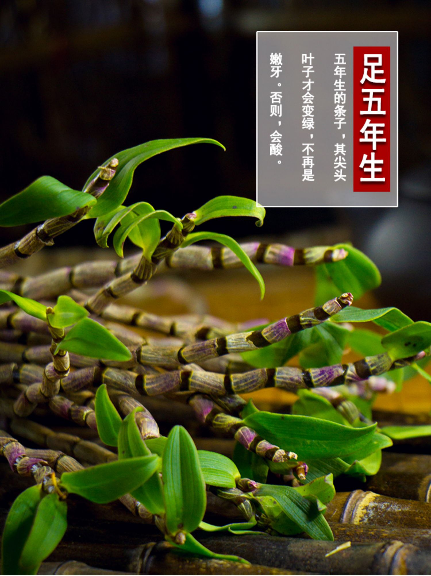 新鲜铁皮石斛鲜条500g五年生石斛中药材枫斗云南霍山鲜石斛条 250g