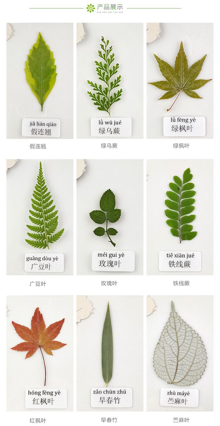 塑封树叶标本植物标本过塑真树叶幼儿园学生认识干花书签带标签梧桐叶