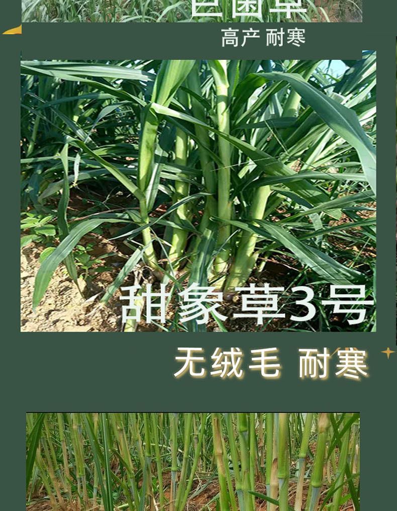 新型无毛甜象草3号皇竹草巨菌草种节种子耐寒牛羊猪高产牧草广西巨