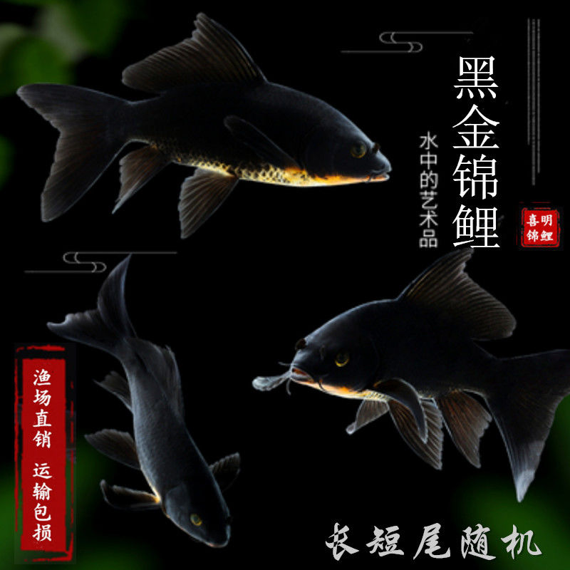 招财镇宅开缸黑色锦鲤观赏鱼活体鱼苗大鱼冷水鱼 黑金锦鲤30-35厘米1