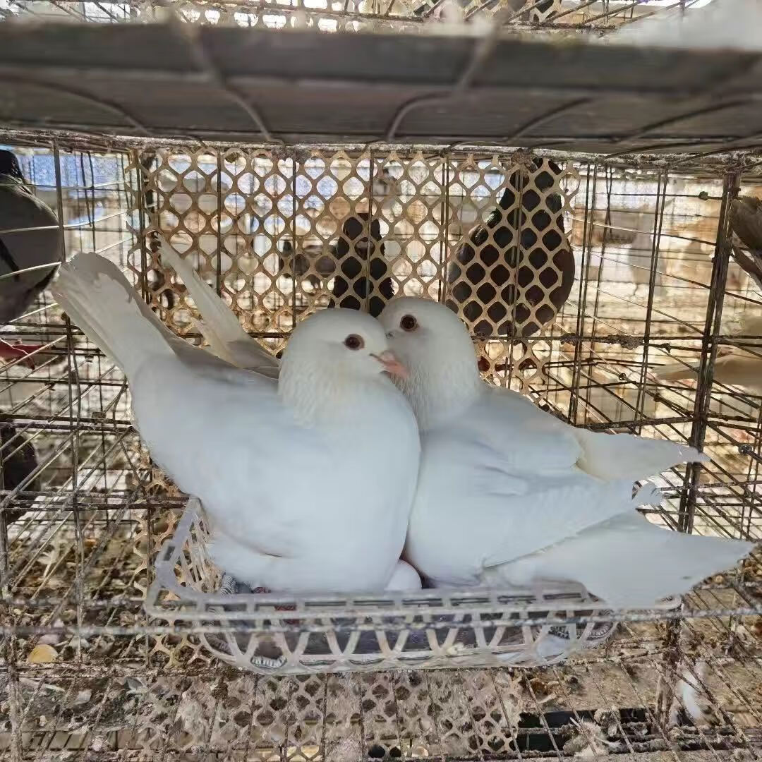 鸽子活体一对白羽王种鸽青年鸽信鸽赛鸽观赏鸽白鸽肉鸽一对雨点种鸽2